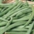 Buy Bulk Improved Tendergreen Green Beans - Premium Bush Beans Plant Seeds | Mainstreet Seed & Supply