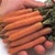 Bulk Non GMO Little Finger - Carrot Vegetable Seed