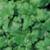 Bulk Non GMO New Zealand (Hot Weather) - Spinach Vegetable Garden Seed